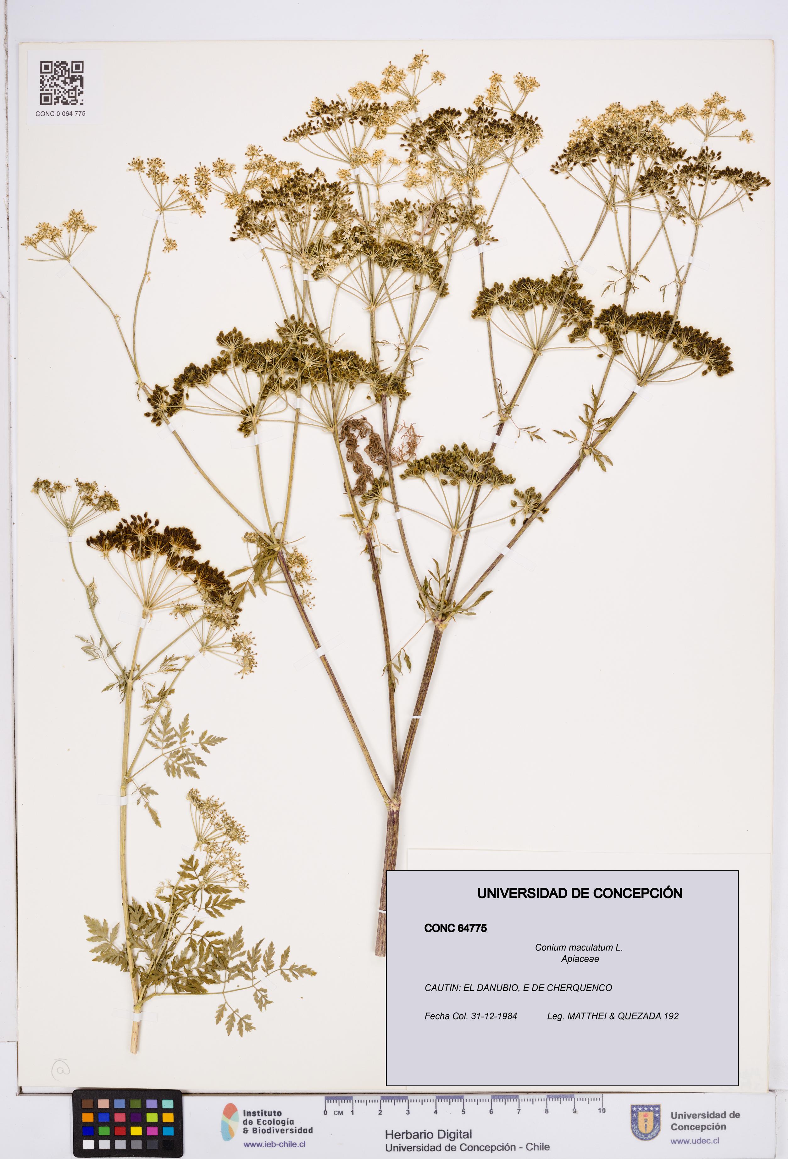Conium maculatum [Espécimen: ]