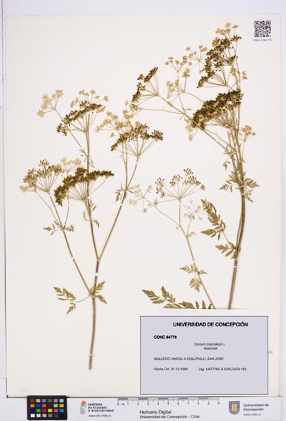 Conium maculatum [Espécimen: ]