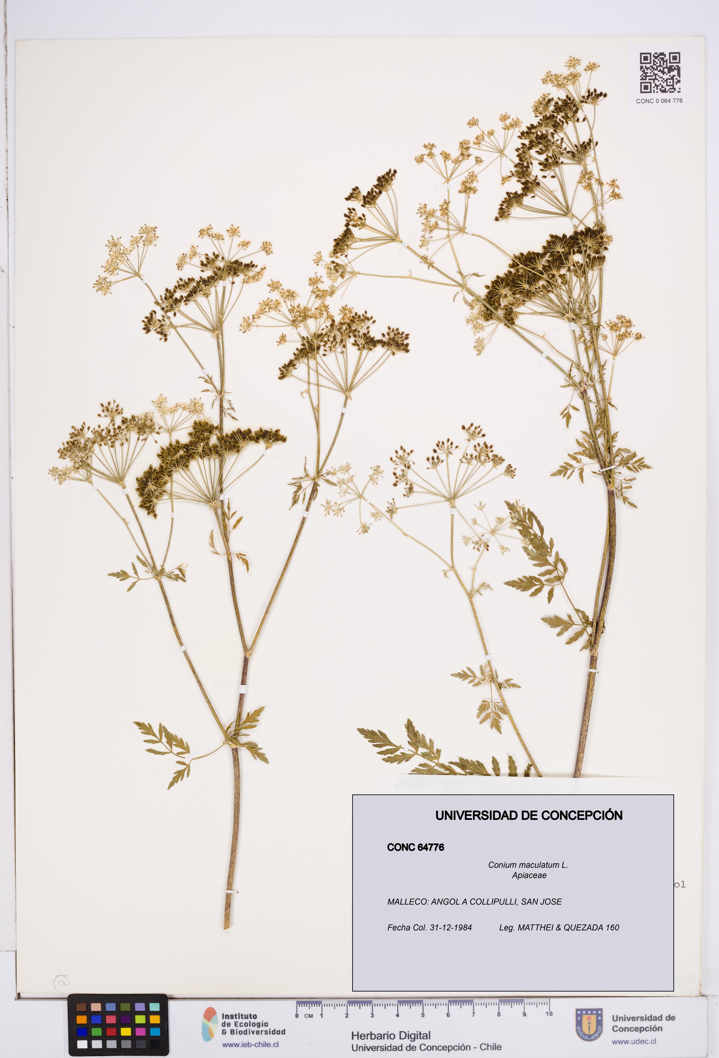 Conium maculatum [Espécimen: ]