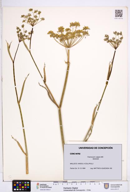 Foeniculum vulgare [Espécimen: ]