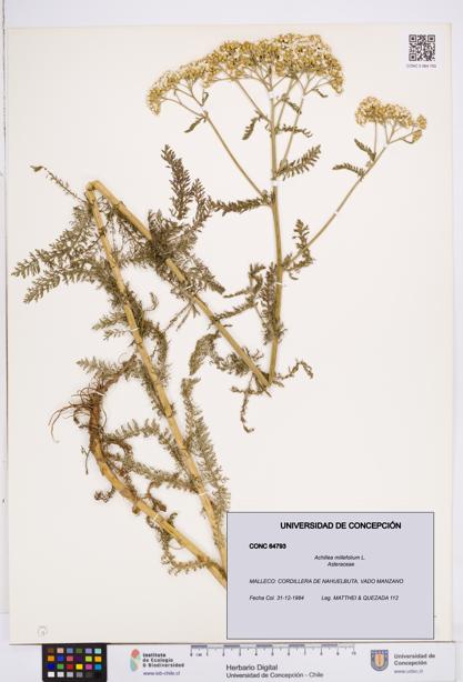 Achillea millefolium [Espécimen: ]