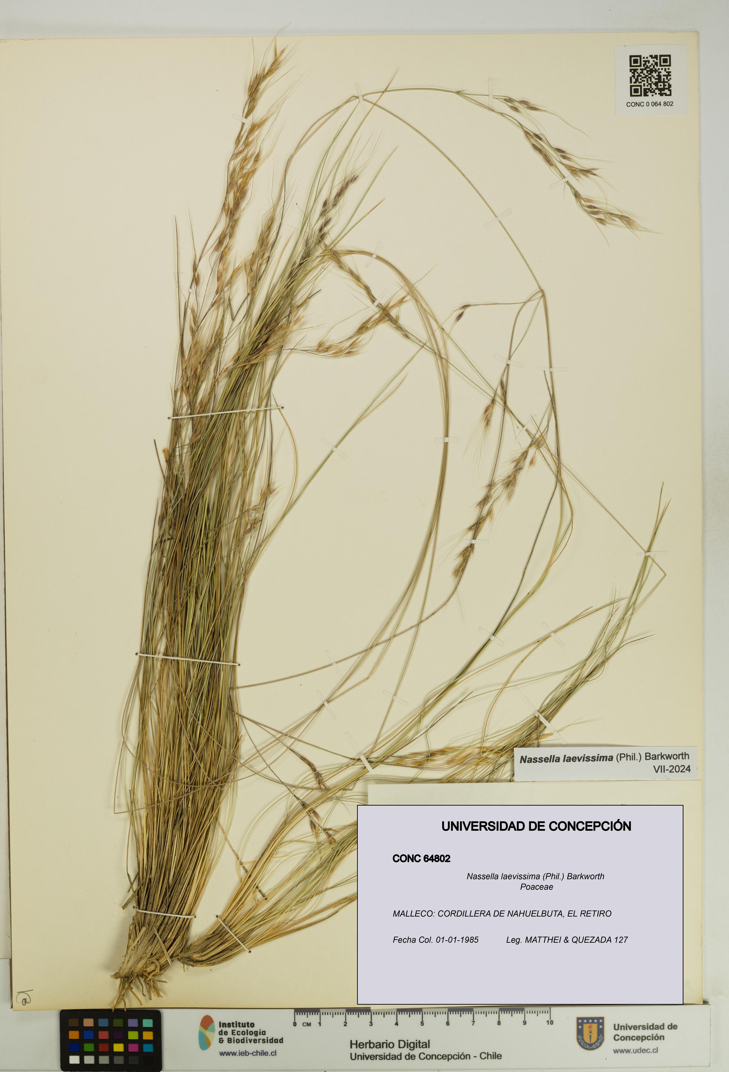 Nassella laevissima [Espécimen: UDEC:CONC:0064802]