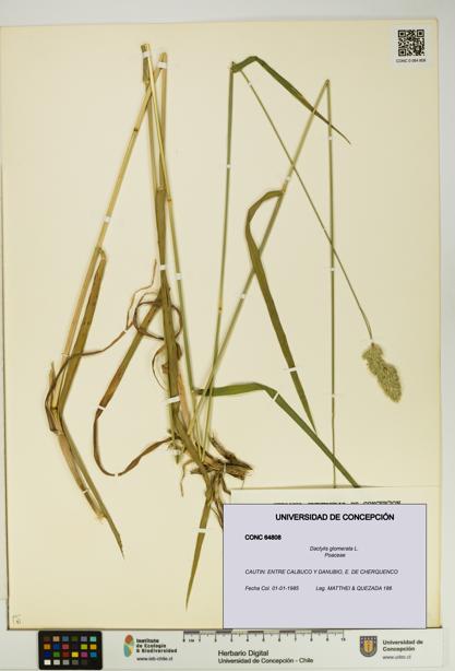 Dactylis glomerata [Espécimen: UDEC:CONC:0064808]