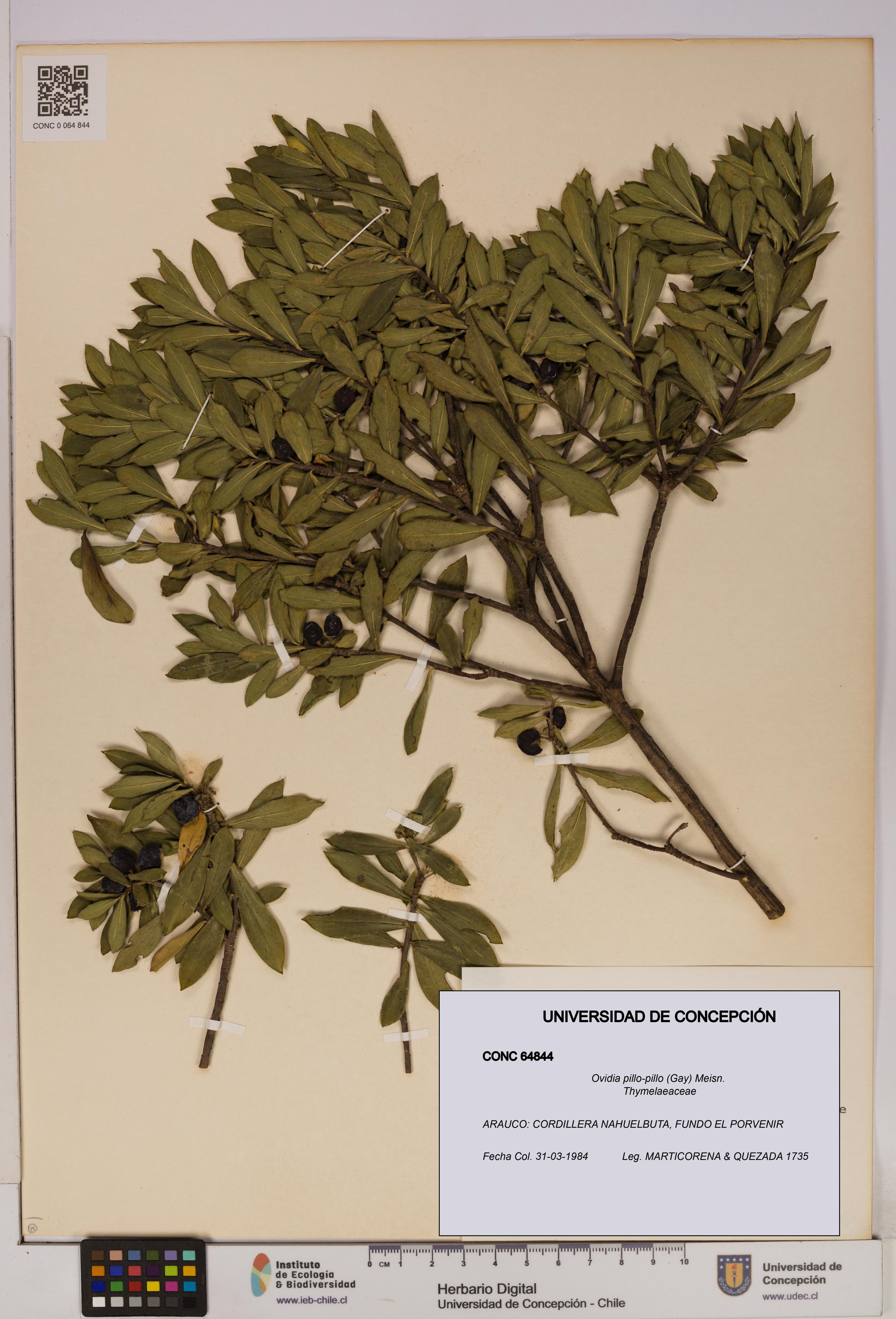 Ovidia pillo-pillo [Espécimen: UDEC:CONC:0064844]