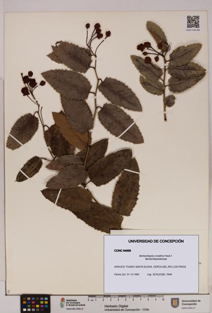 Berberidopsis corallina [Espécimen: UDEC:CONC:0064856]
