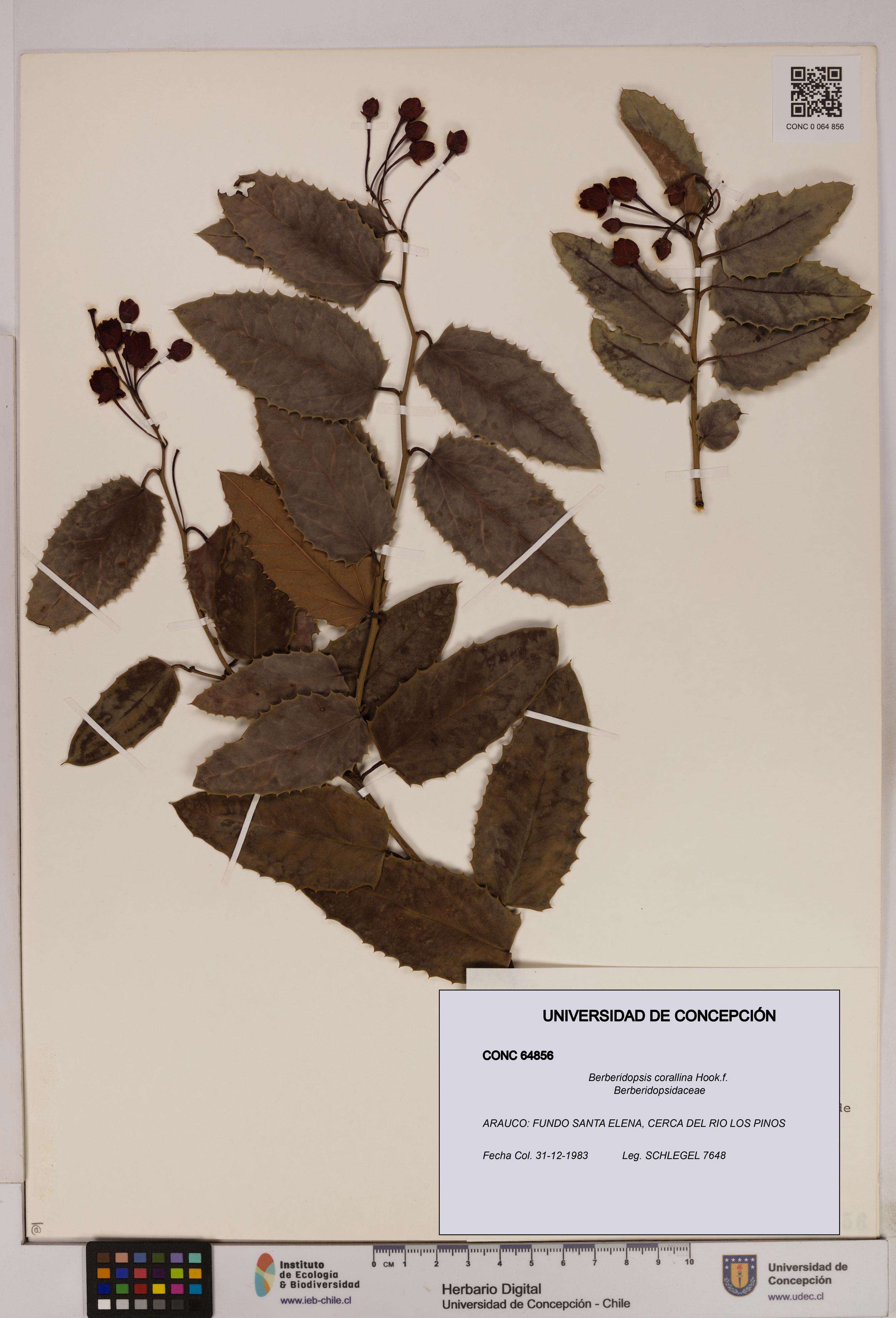 Berberidopsis corallina [Espécimen: UDEC:CONC:0064856]
