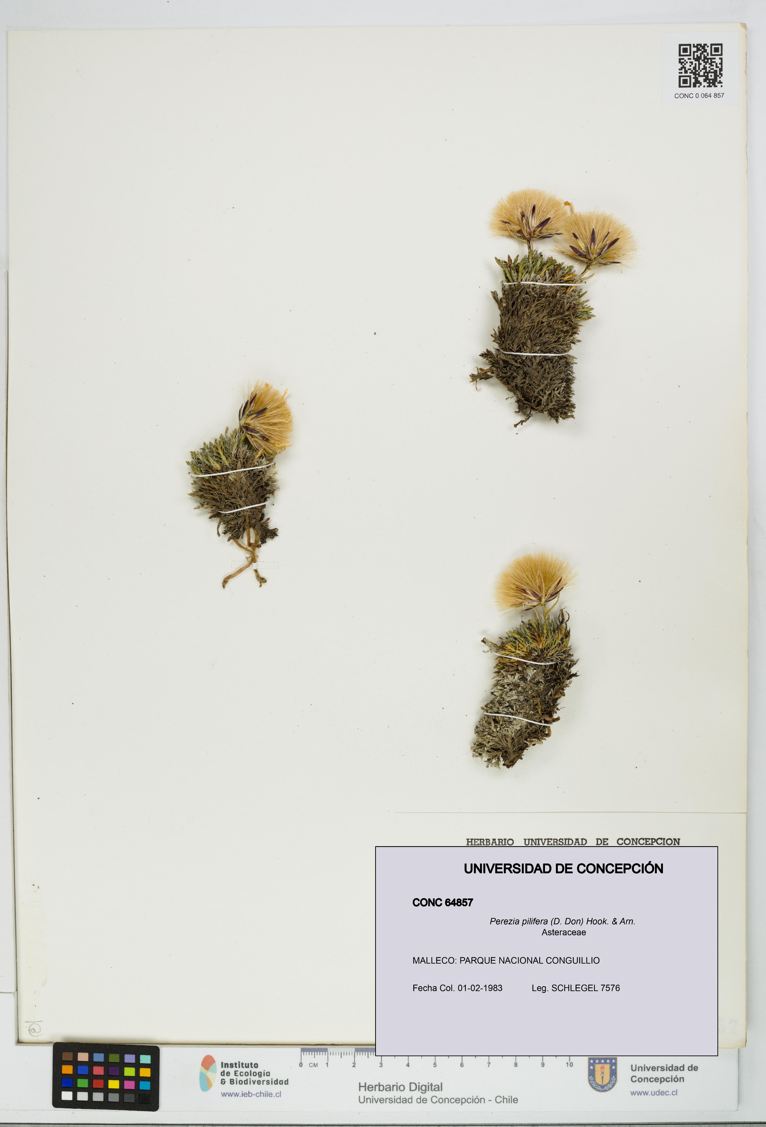 Perezia pilifera [Espécimen: UDEC:CONC:0064857]