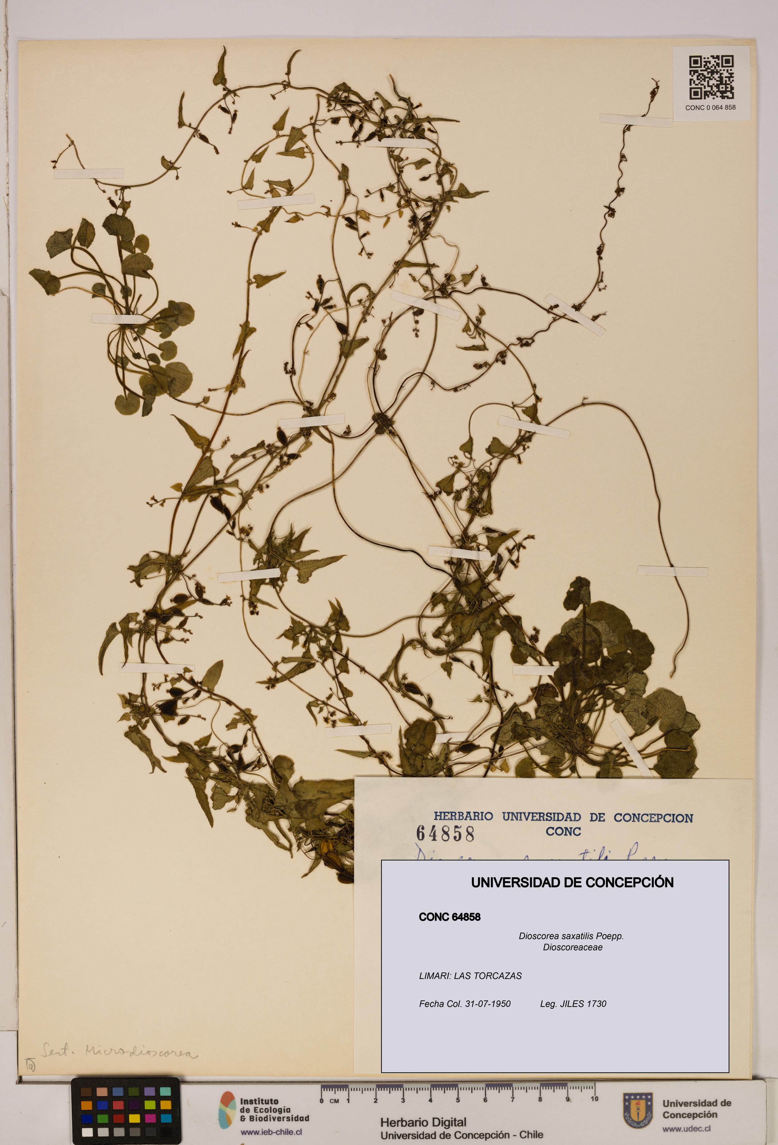 Dioscorea saxatilis [Espécimen: ]
