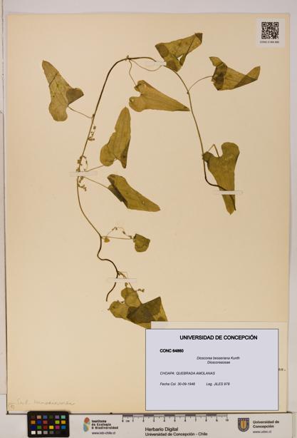 Dioscorea besseriana [Espécimen: ]