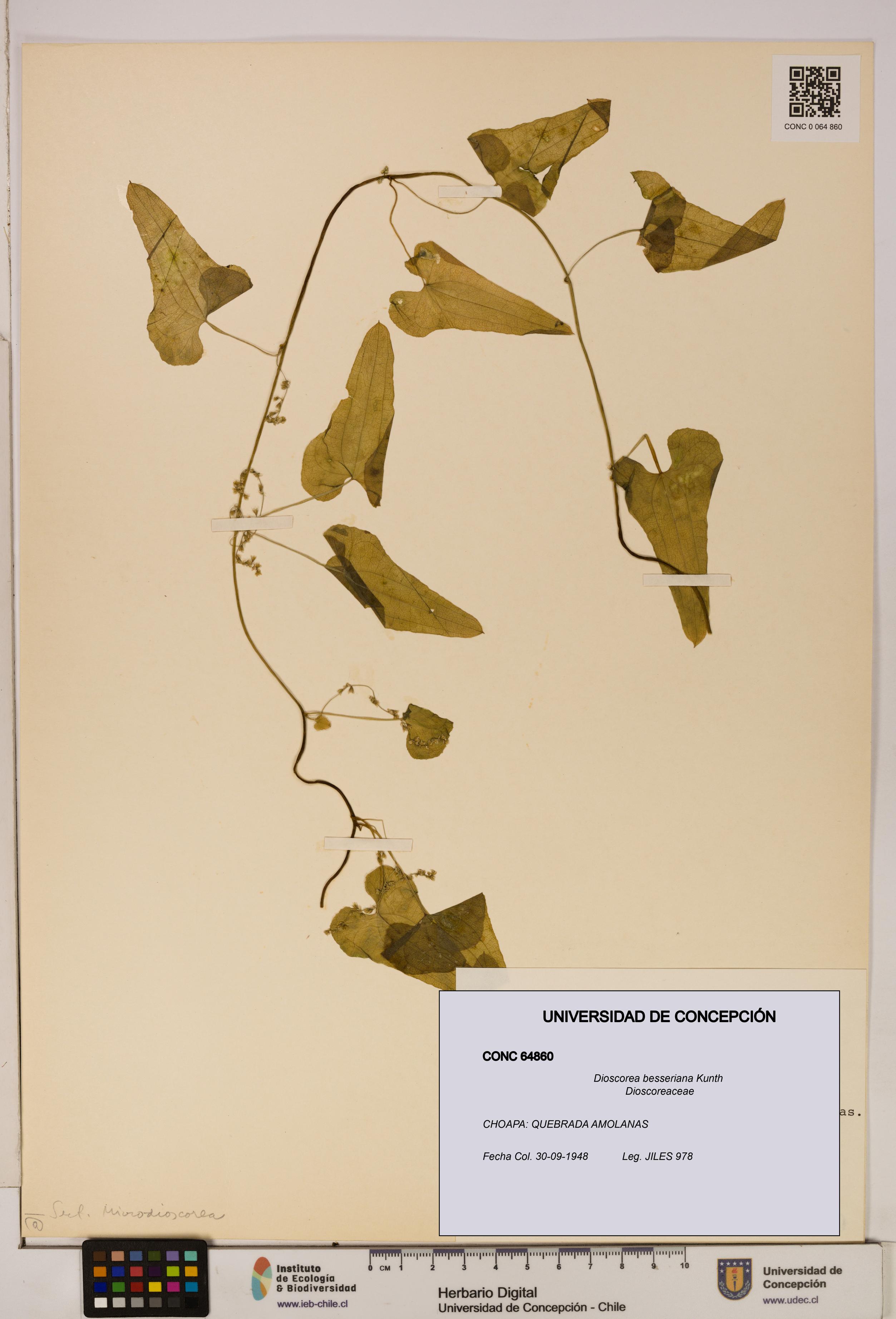 Dioscorea besseriana [Espécimen: ]