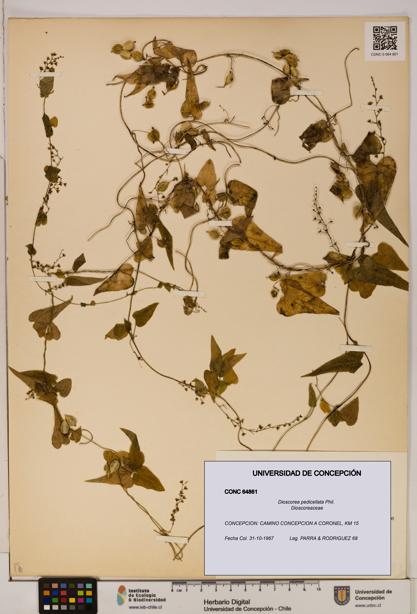 Dioscorea pedicellata [Espécimen: ]