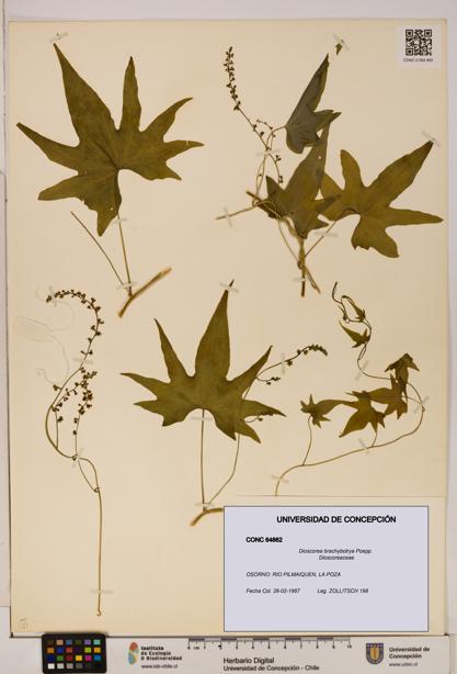 Dioscorea brachybotrya [Espécimen: ]