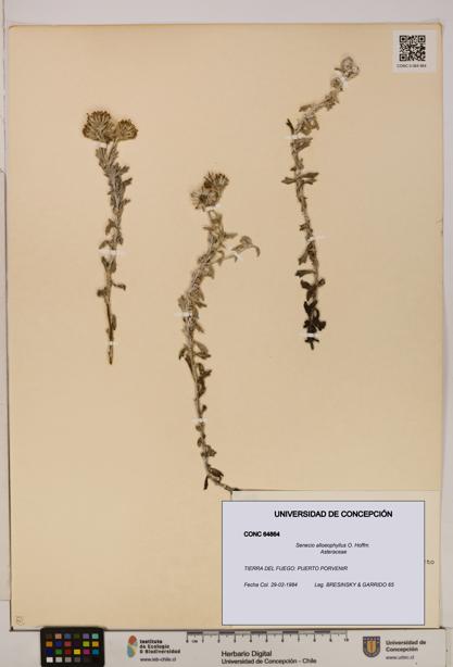 Senecio alloeophyllus [Espécimen: UDEC:CONC:0064864]