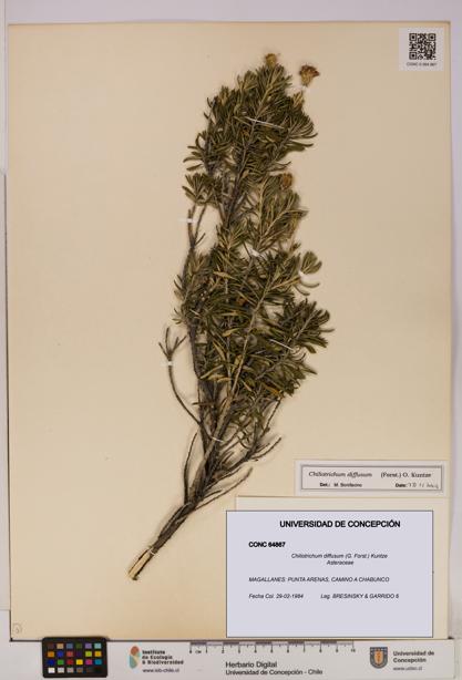 Chiliotrichum diffusum [Espécimen: UDEC:CONC:0064867]
