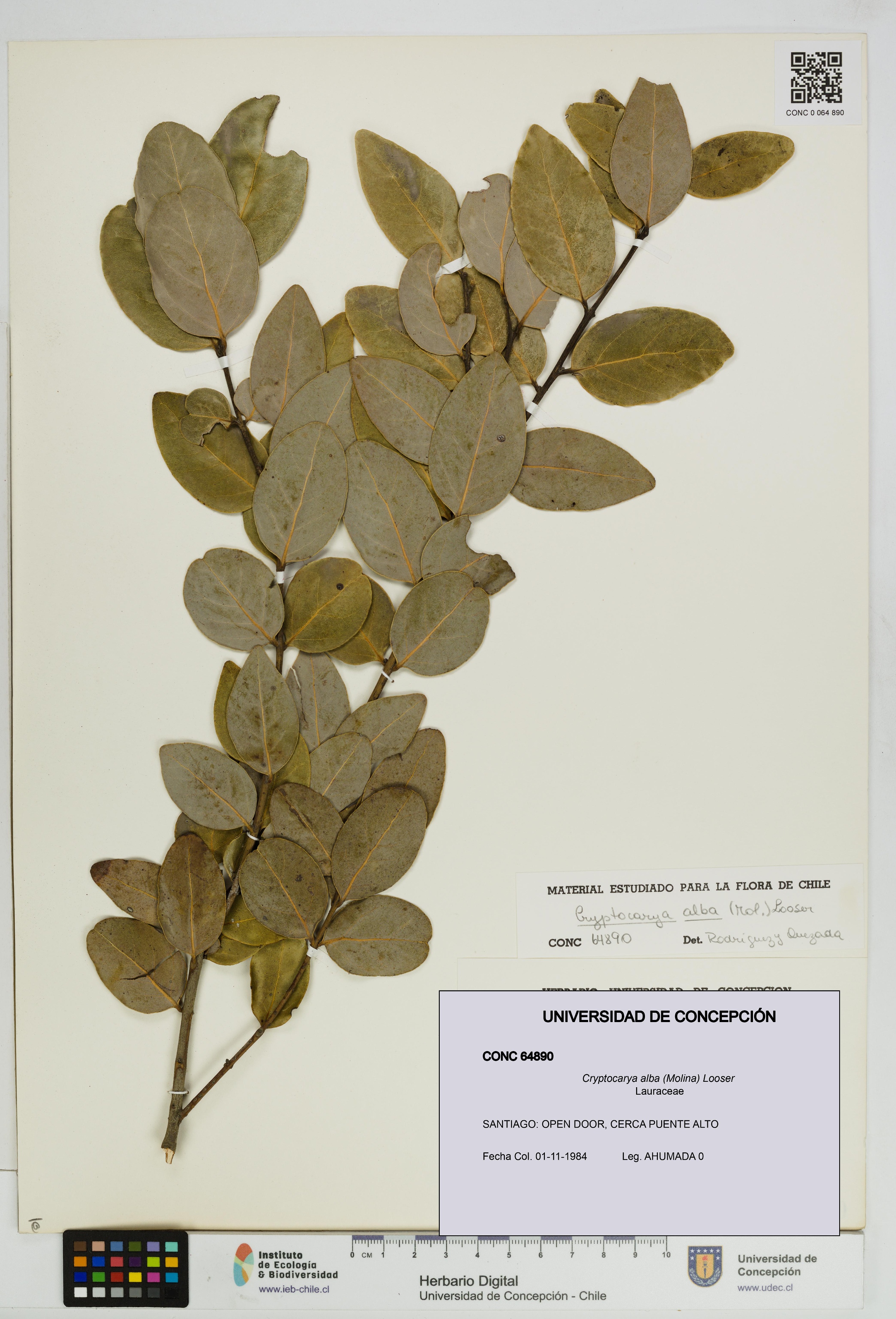 Cryptocarya alba [Espécimen: UDEC:CONC:0064890]