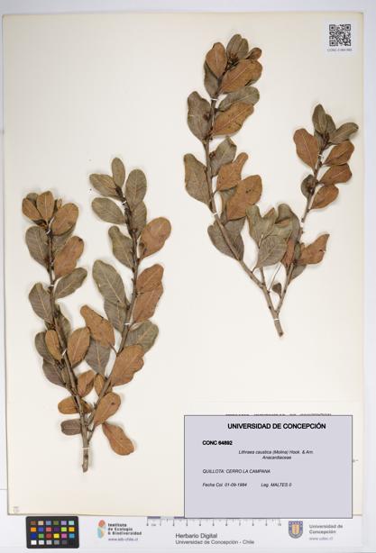 Lithraea caustica [Espécimen: UDEC:CONC:0064892]