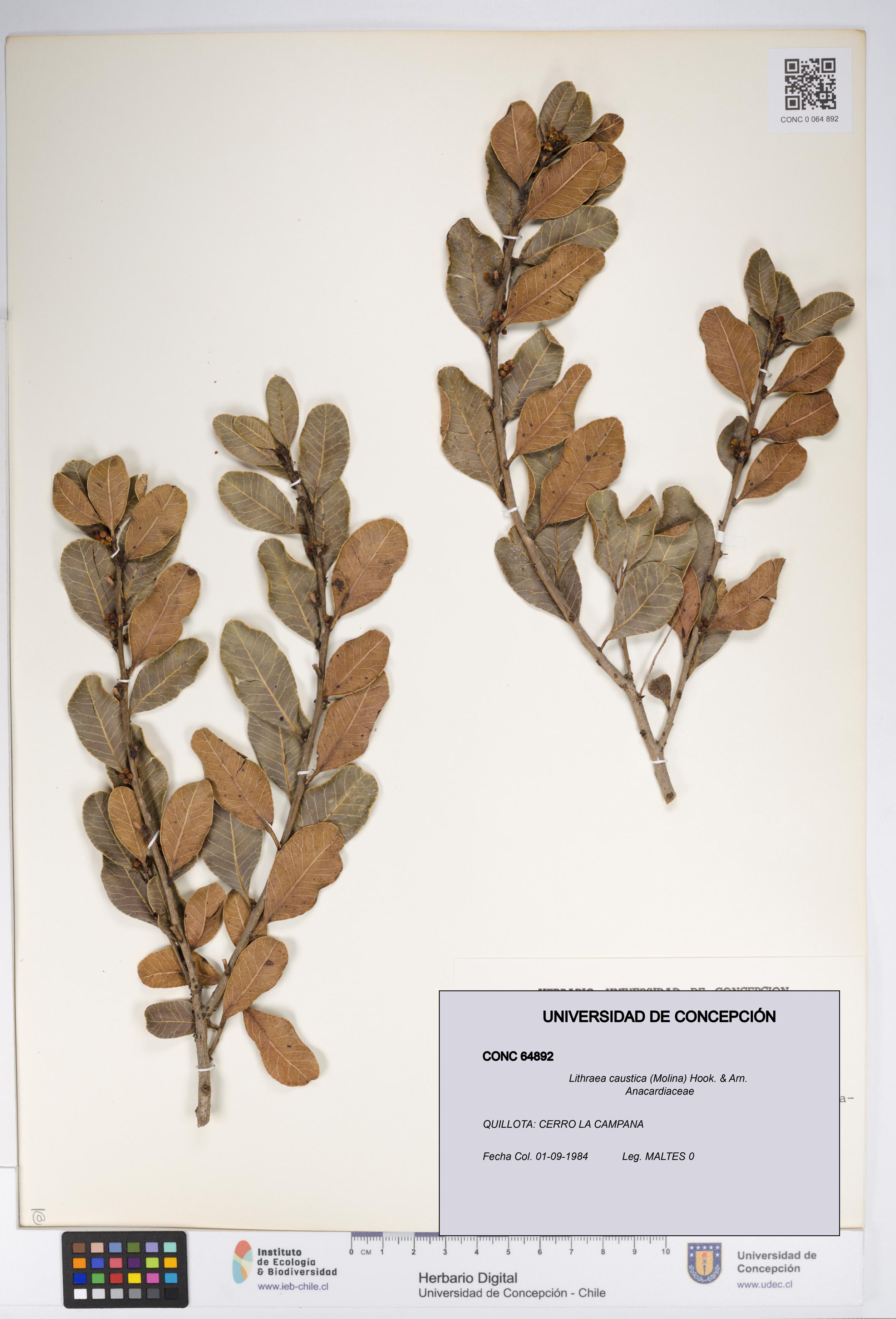 Lithraea caustica [Espécimen: UDEC:CONC:0064892]