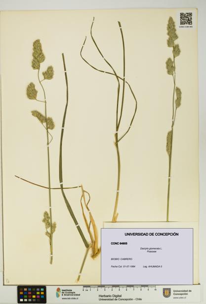 Dactylis glomerata [Espécimen: UDEC:CONC:0064905]