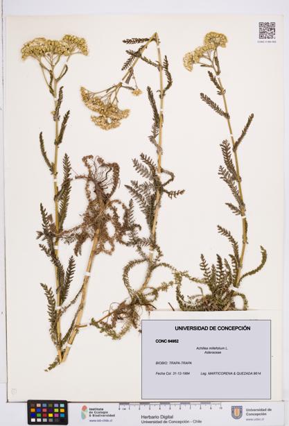 Achillea millefolium [Espécimen: ]