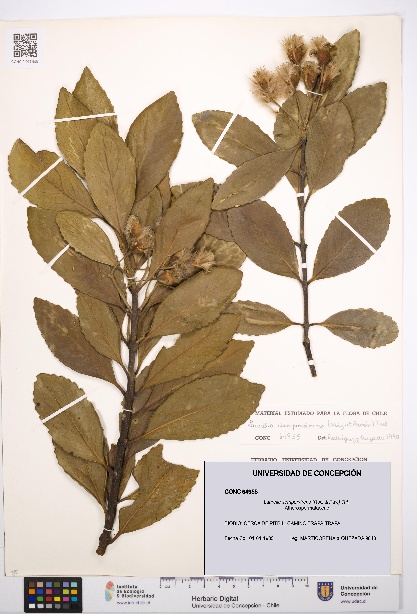 Laurelia sempervirens [Espécimen: UDEC:CONC:0064955]