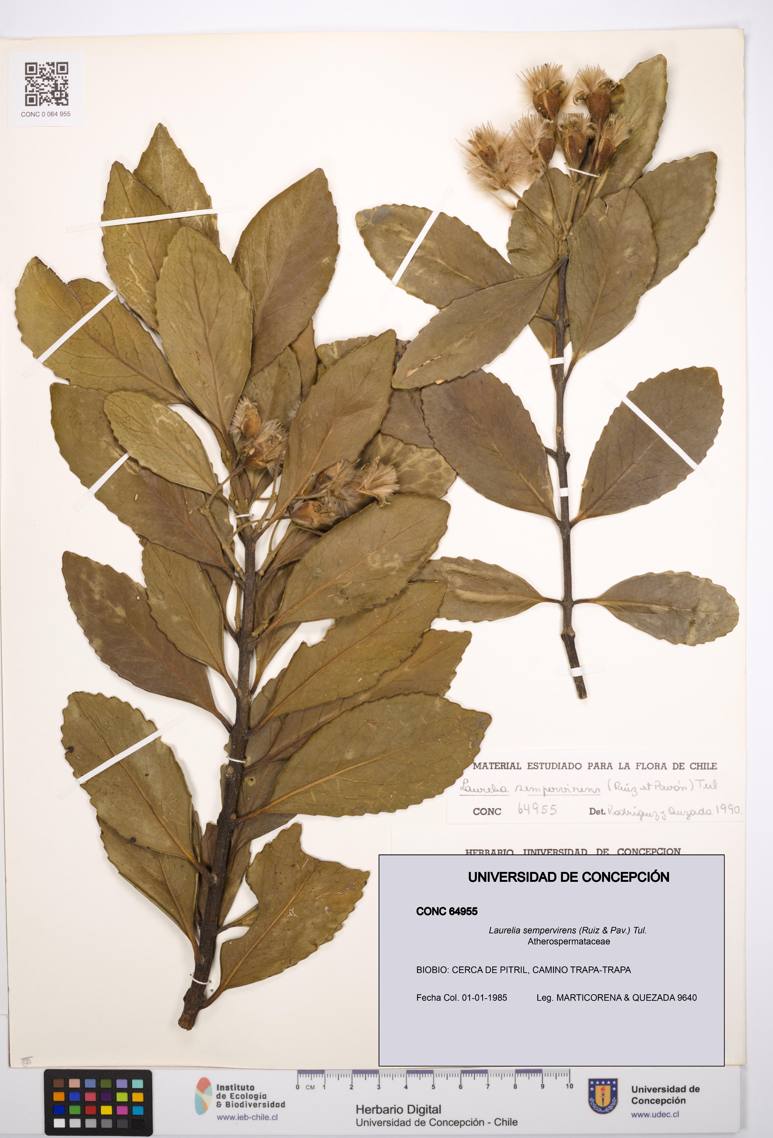 Laurelia sempervirens [Espécimen: UDEC:CONC:0064955]
