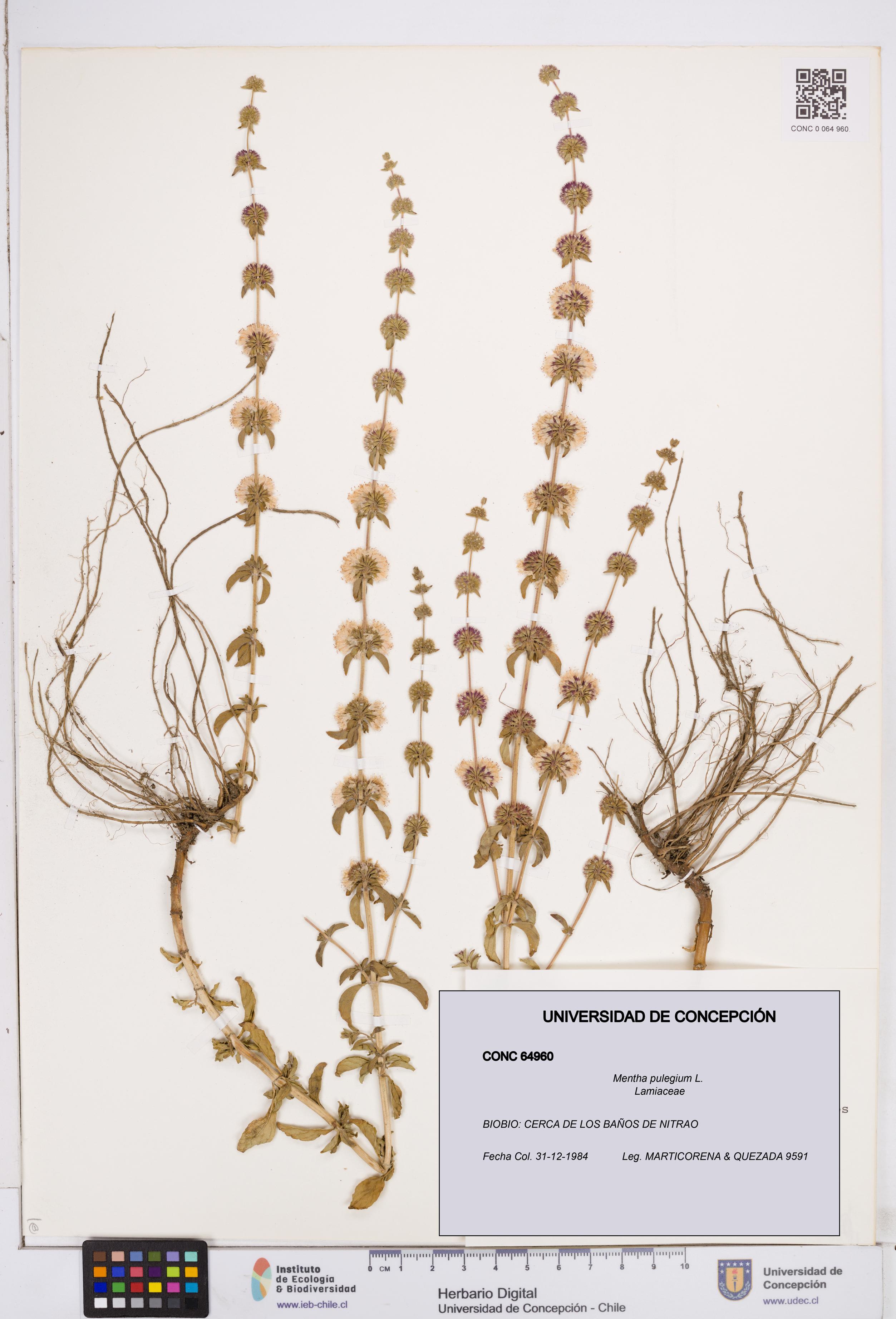 Mentha pulegium [Espécimen: ]