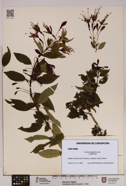 Fuchsia magellanica [Espécimen: UDEC:CONC:0064963]