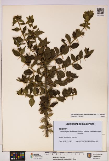 Archidasyphyllum diacanthoides [Espécimen: UDEC:CONC:0064970]