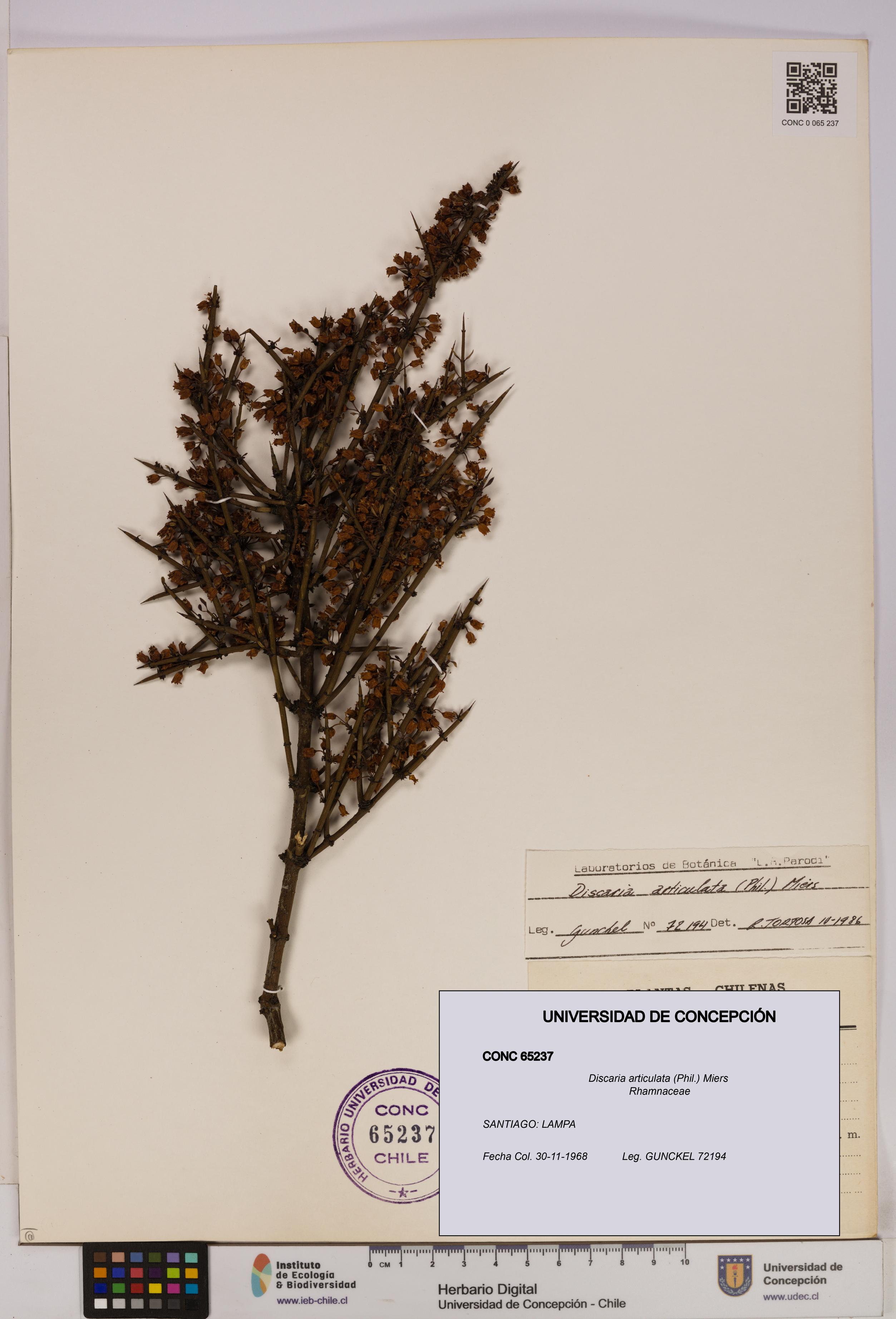 Discaria articulata [Espécimen: UDEC:CONC:0065237]