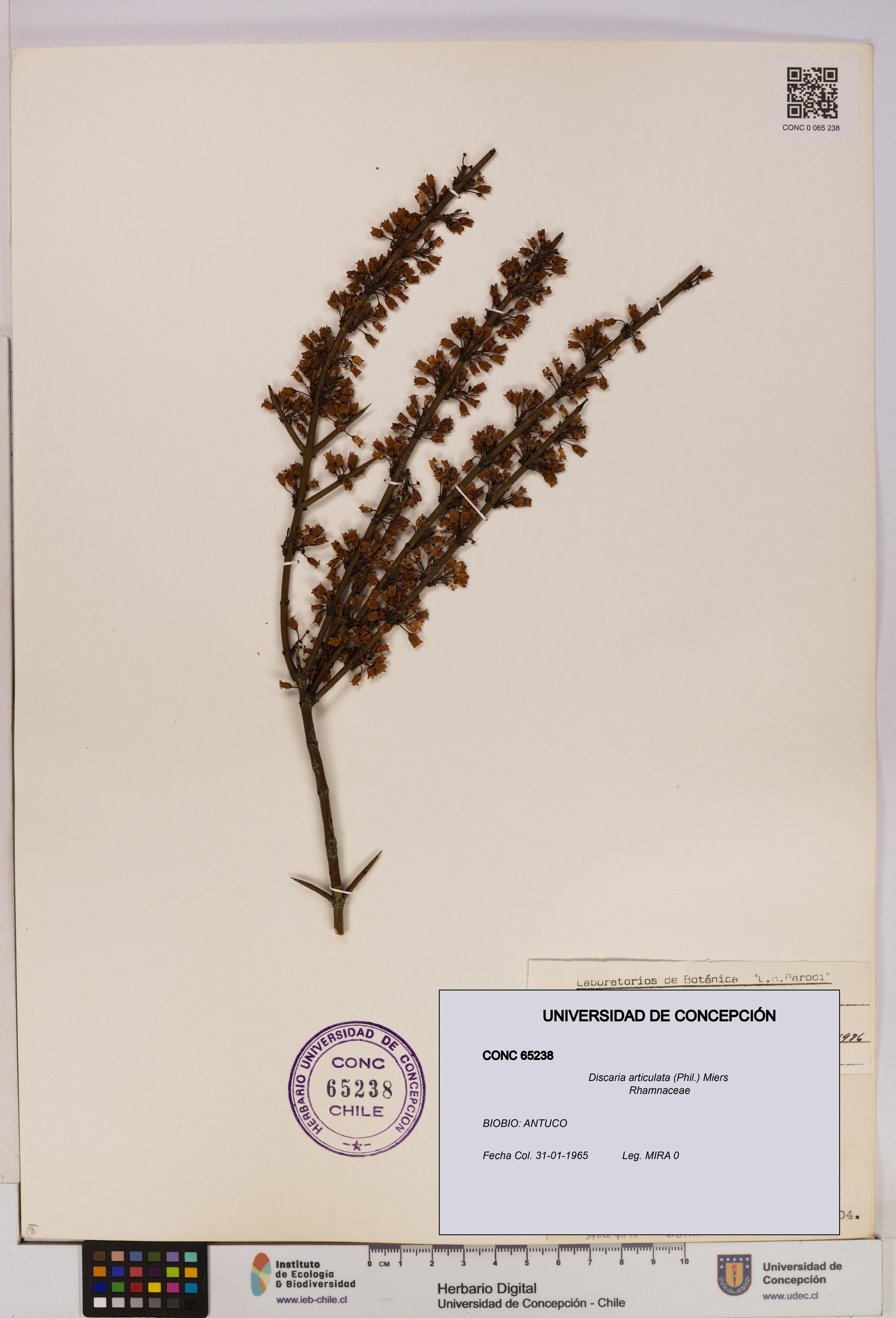 Discaria articulata [Espécimen: UDEC:CONC:0065238]