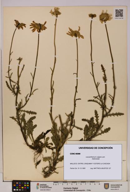 Leucanthemum vulgare [Espécimen: UDEC:CONC:0065388]