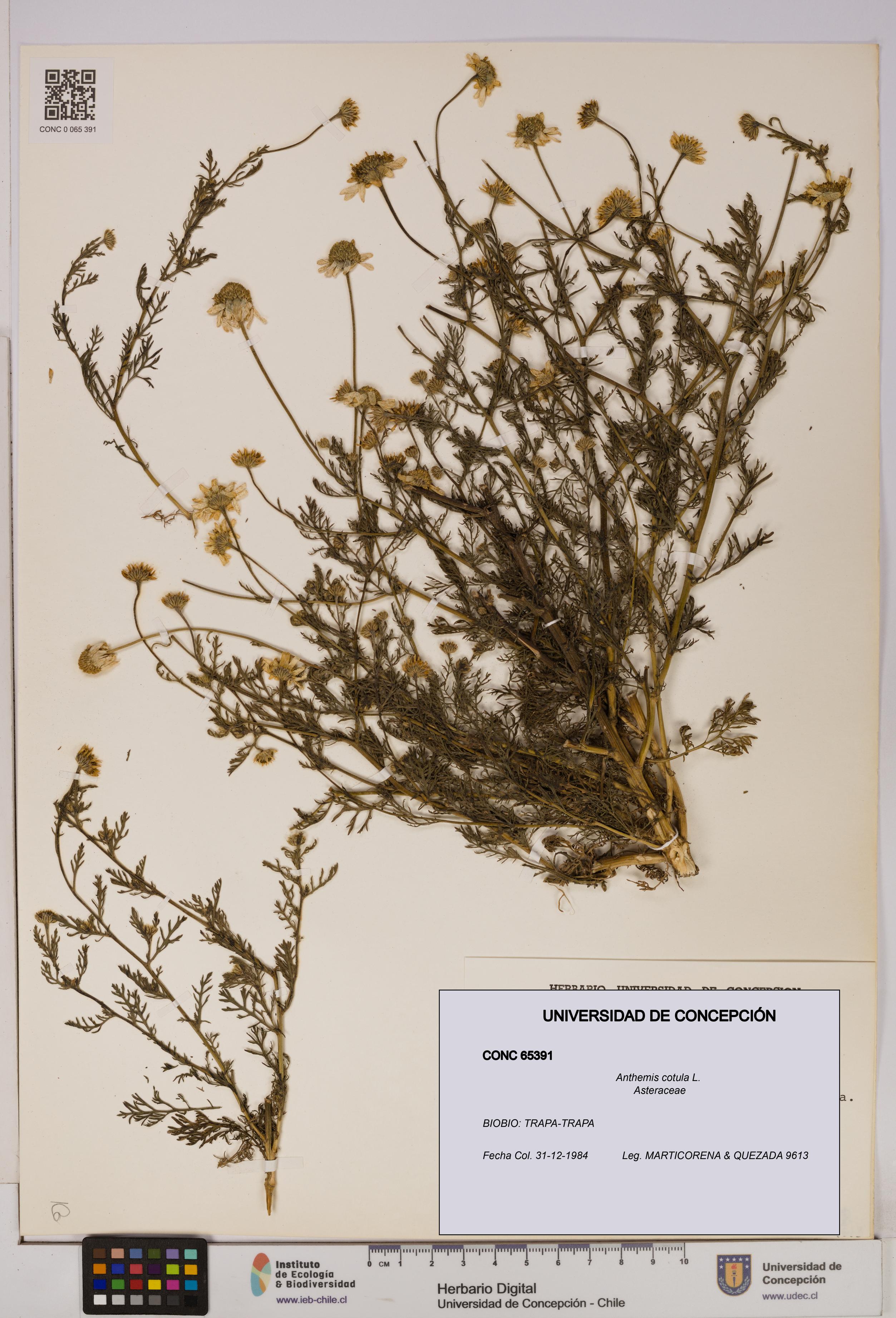 Anthemis cotula [Espécimen: UDEC:CONC:0065391]
