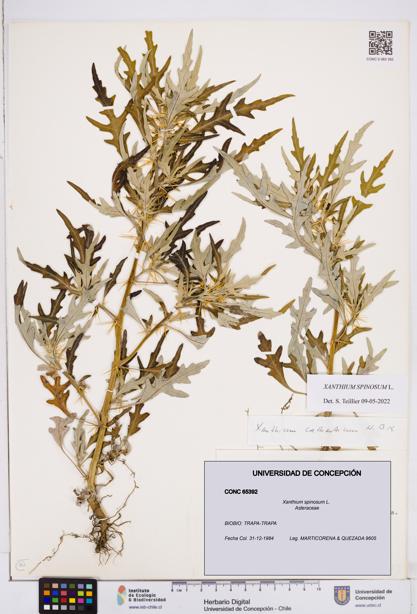 Xanthium spinosum [Espécimen: ]