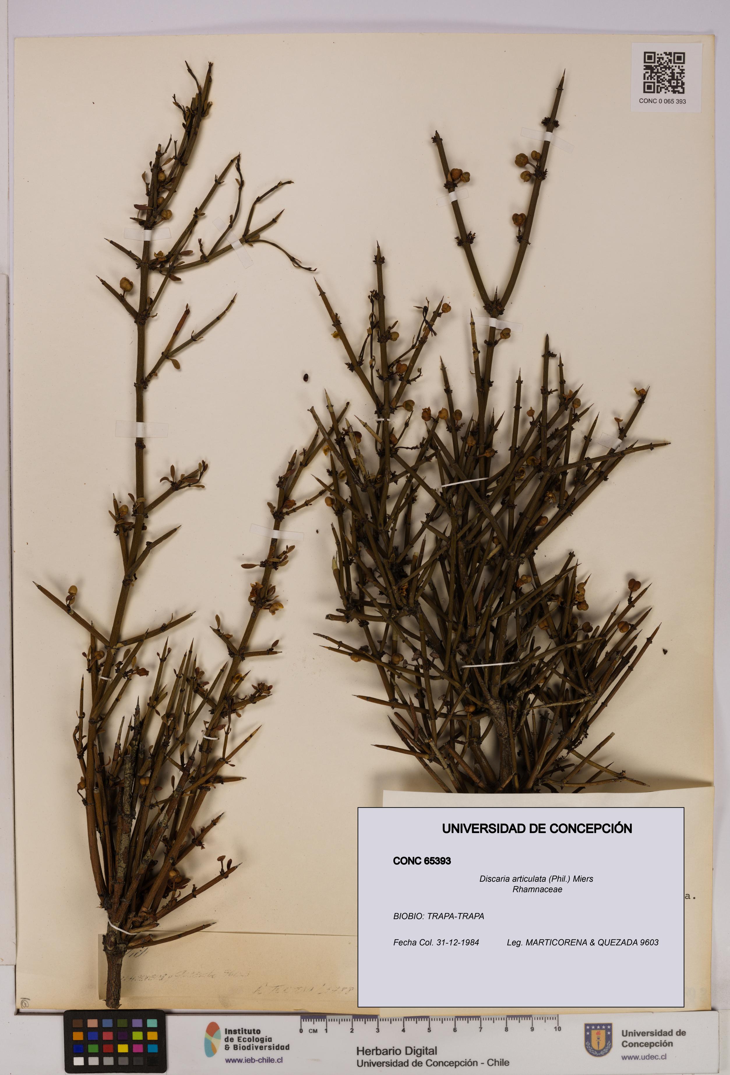 Discaria articulata [Espécimen: UDEC:CONC:0065393]