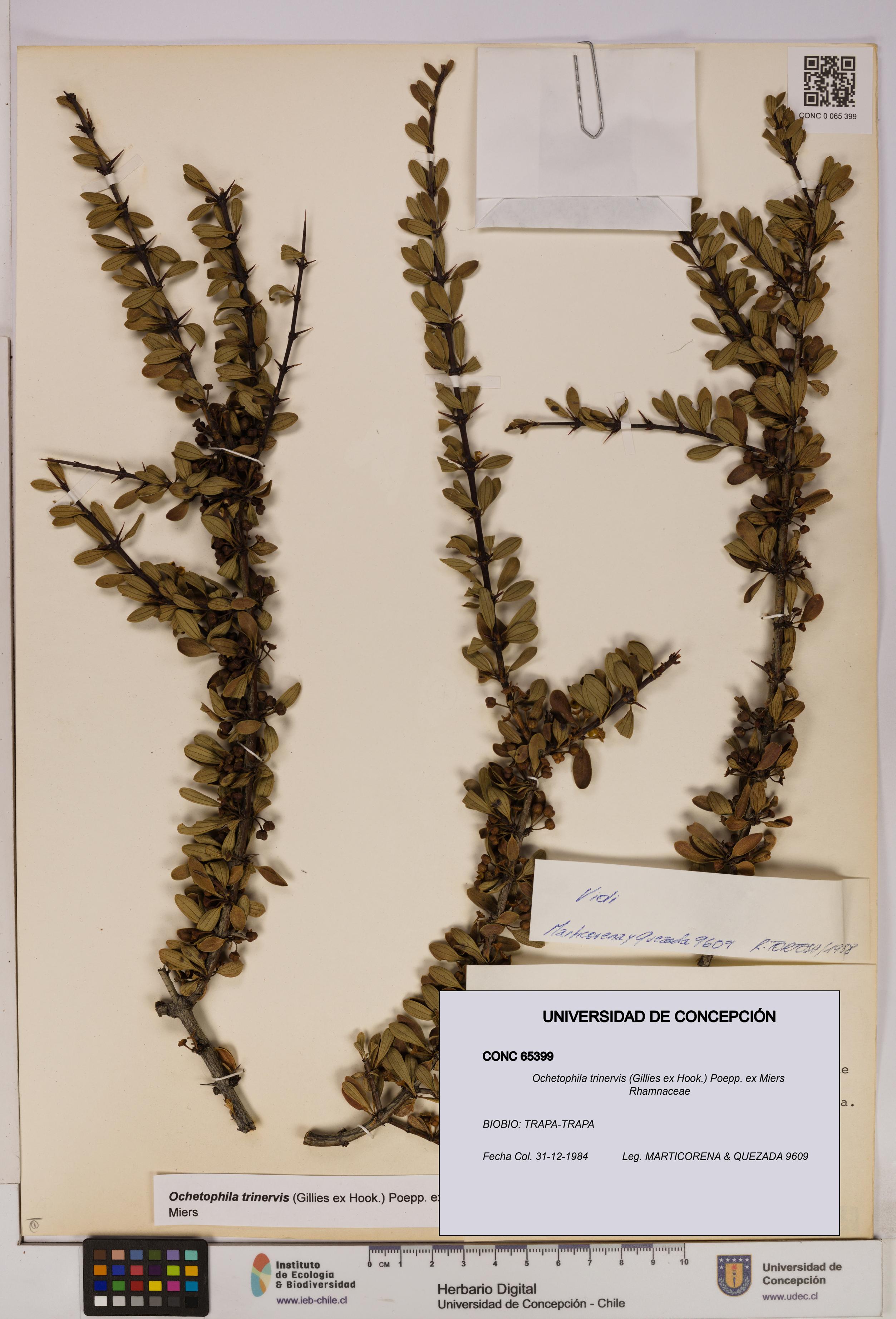 Ochetophila trinervis [Espécimen: UDEC:CONC:0065399]