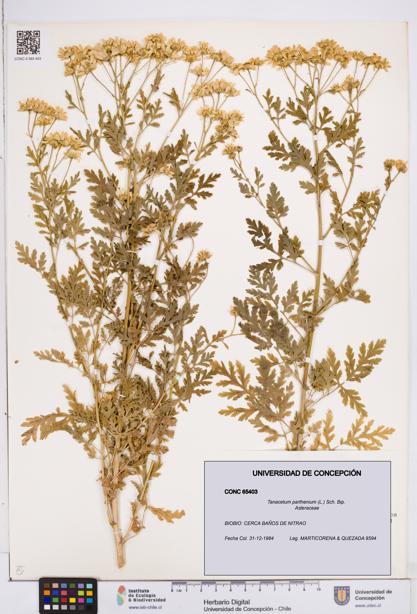 Tanacetum parthenium [Espécimen: ]