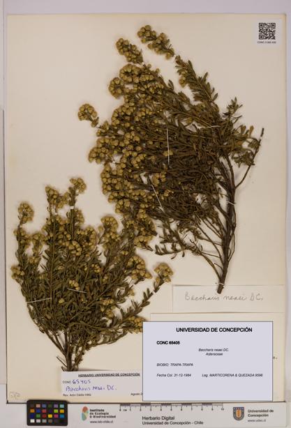 Baccharis neaei [Espécimen: UDEC:CONC:0065405]