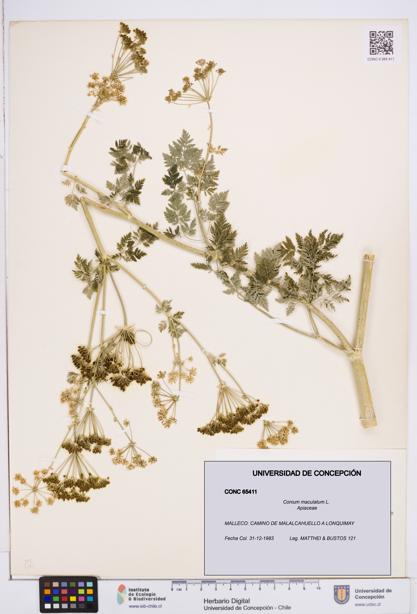 Conium maculatum [Espécimen: ]