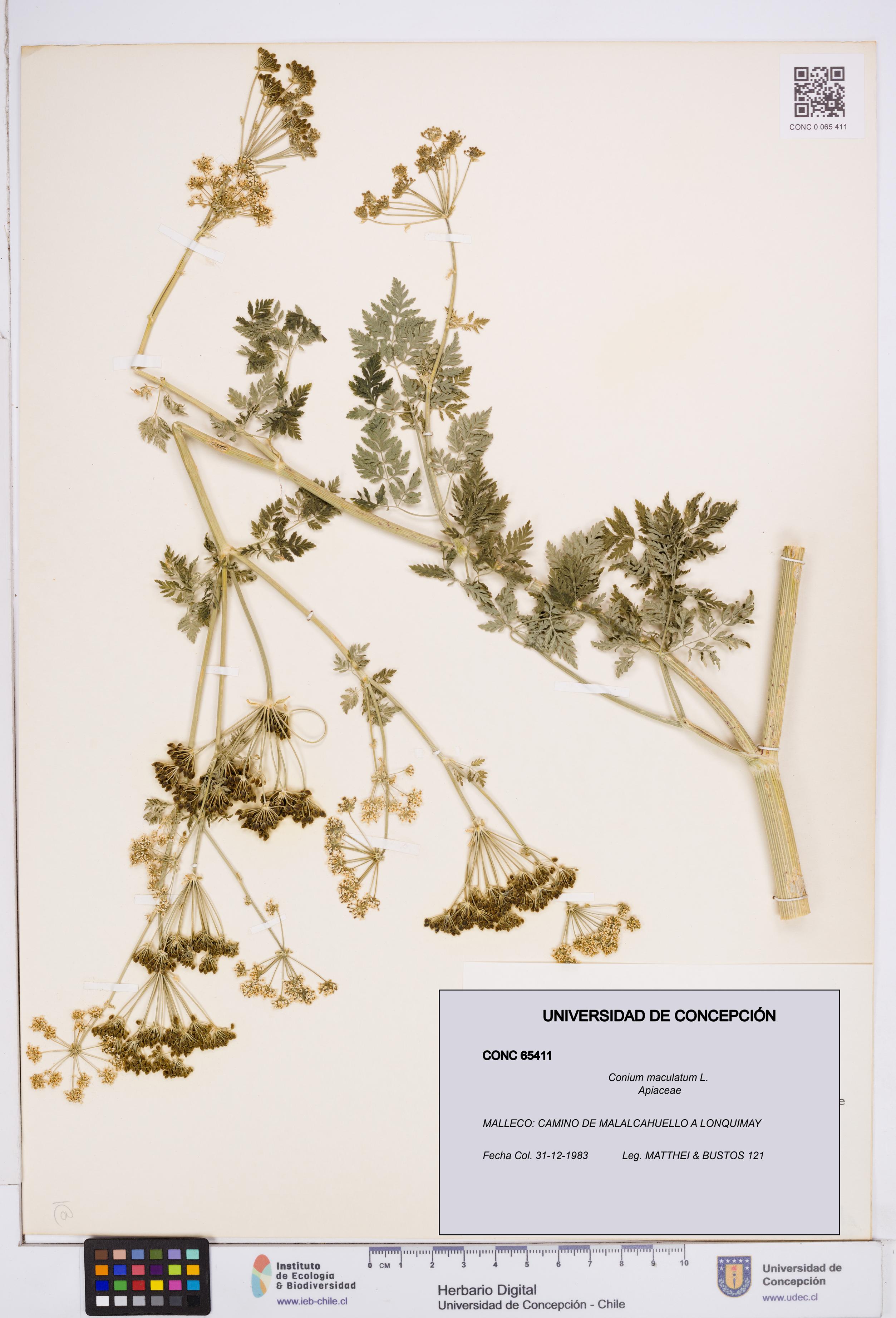 Conium maculatum [Espécimen: ]