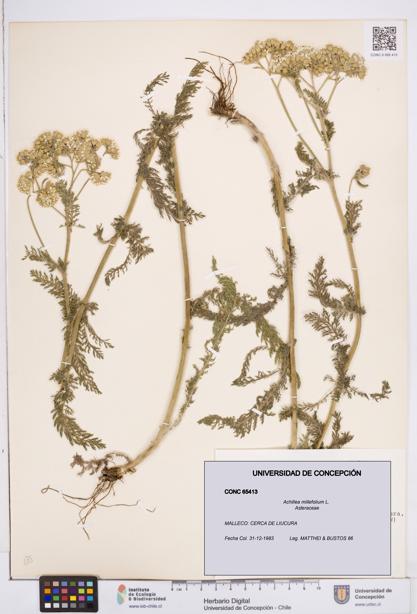 Achillea millefolium [Espécimen: ]