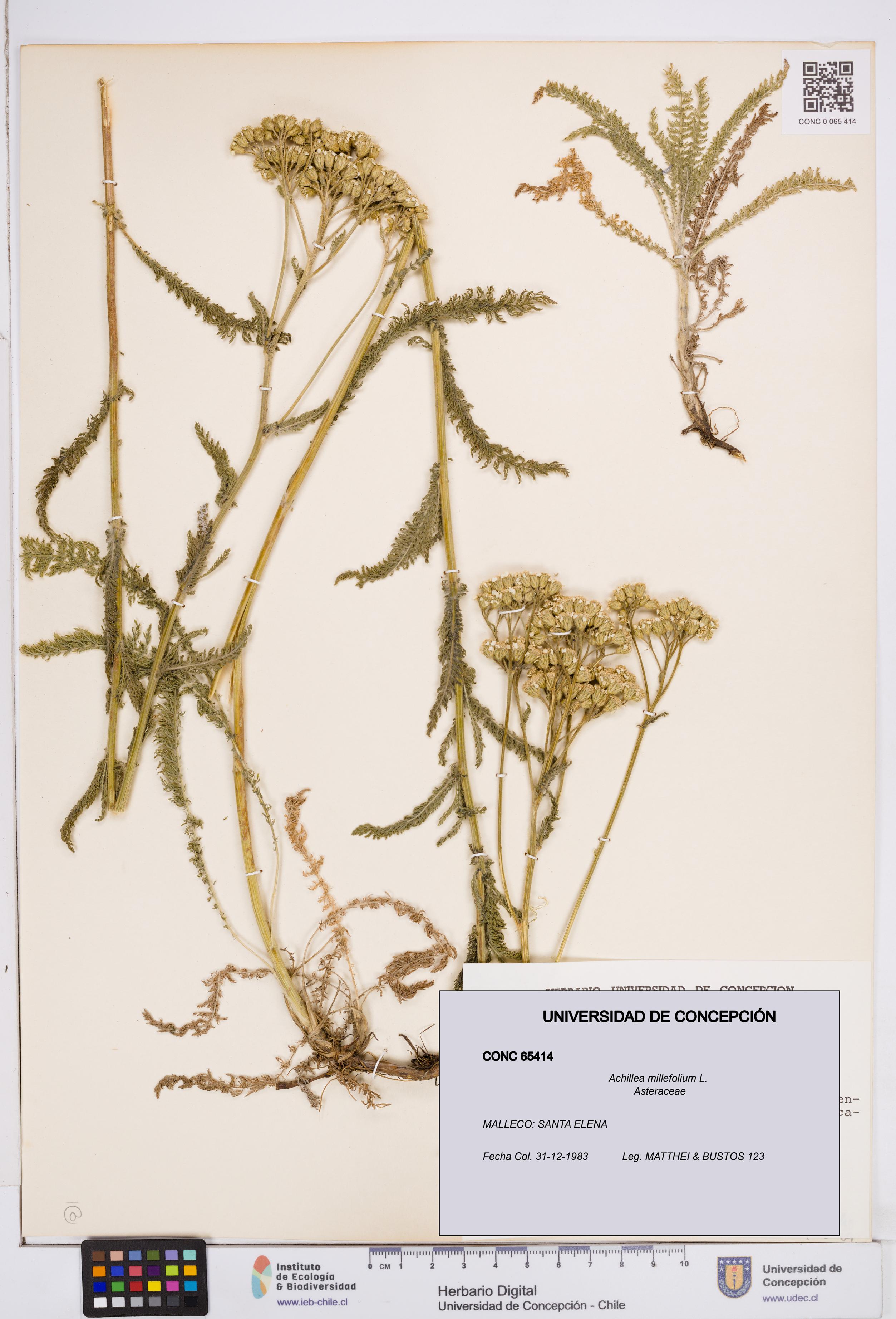 Achillea millefolium [Espécimen: ]