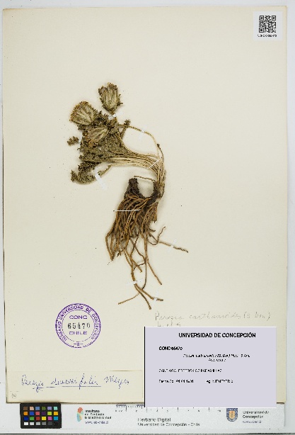 Perezia carthamoides [Espécimen: UDEC:CONC:0065470]