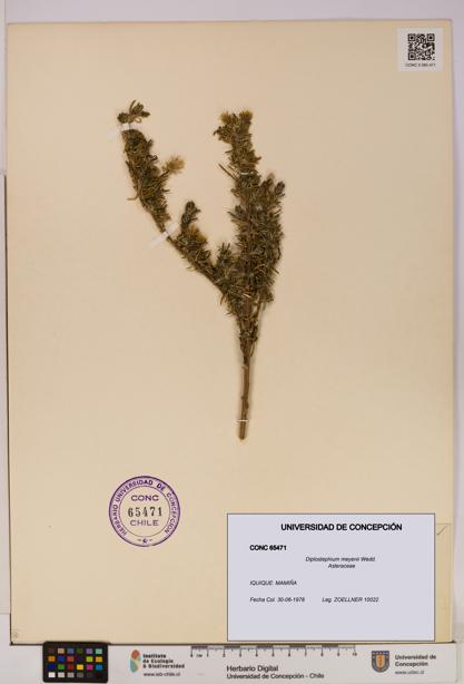 Diplostephium meyenii [Espécimen: UDEC:CONC:0065471]