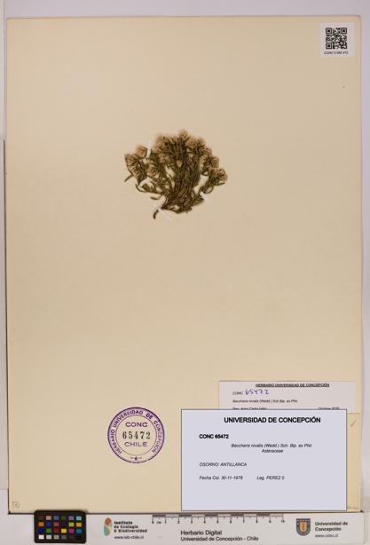 Baccharis nivalis [Espécimen: UDEC:CONC:0065472]