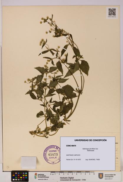 Galinsoga parviflora [Espécimen: UDEC:CONC:0065473]