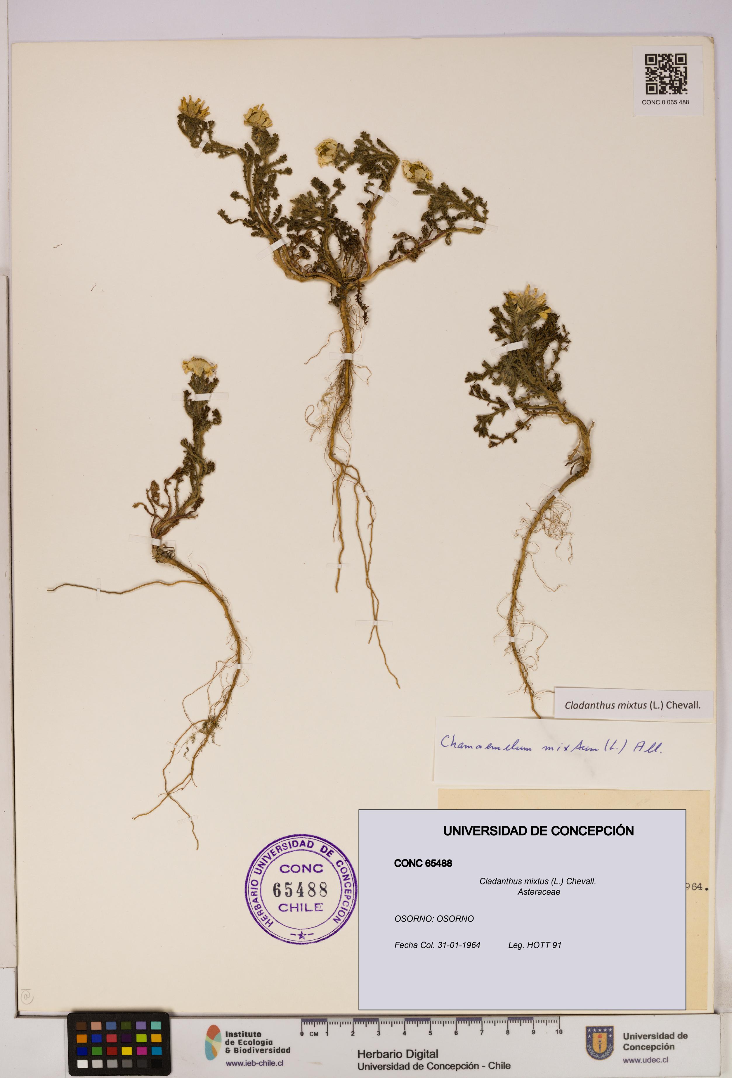 Cladanthus mixtus [Espécimen: UDEC:CONC:0065488]