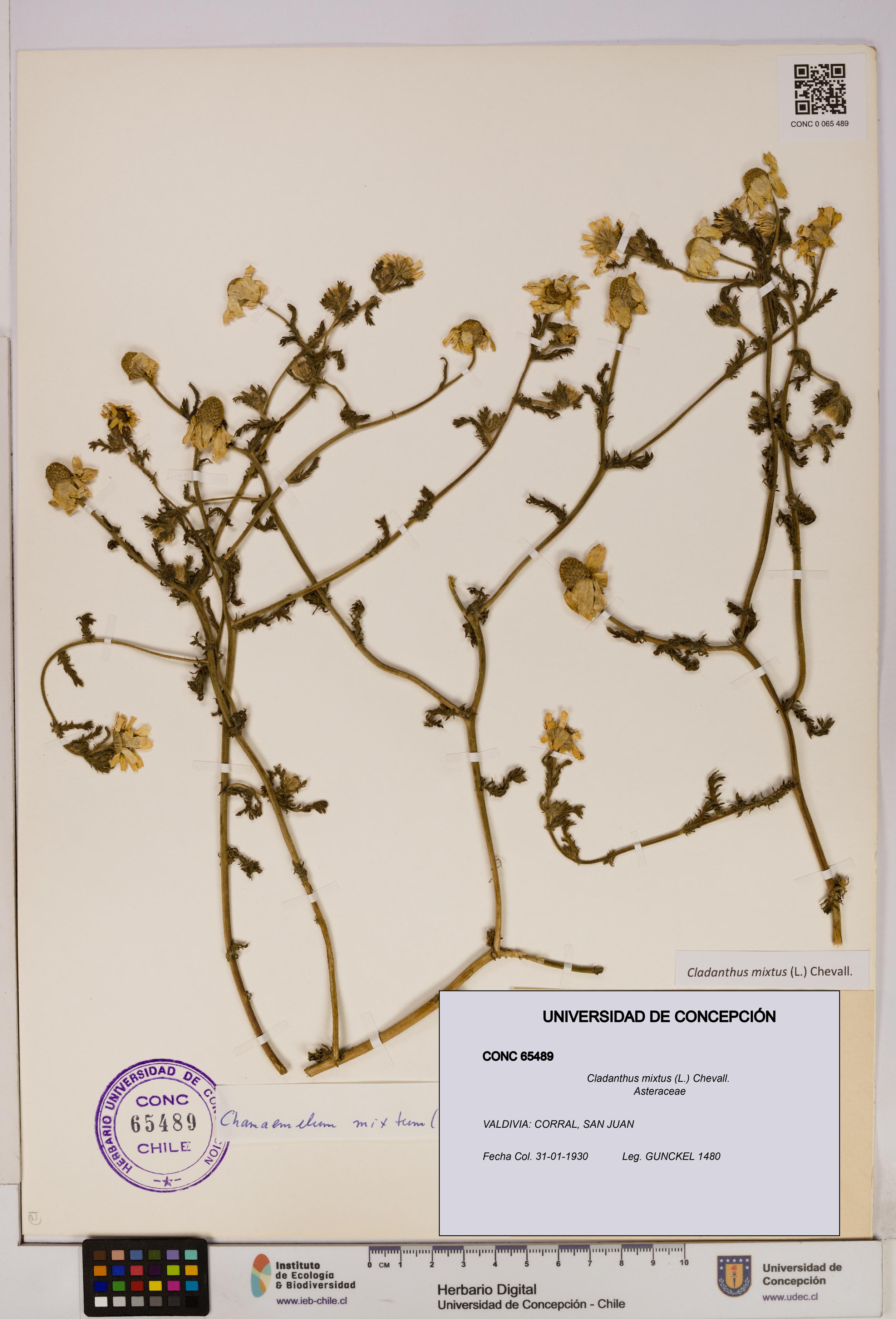 Cladanthus mixtus [Espécimen: UDEC:CONC:0065489]