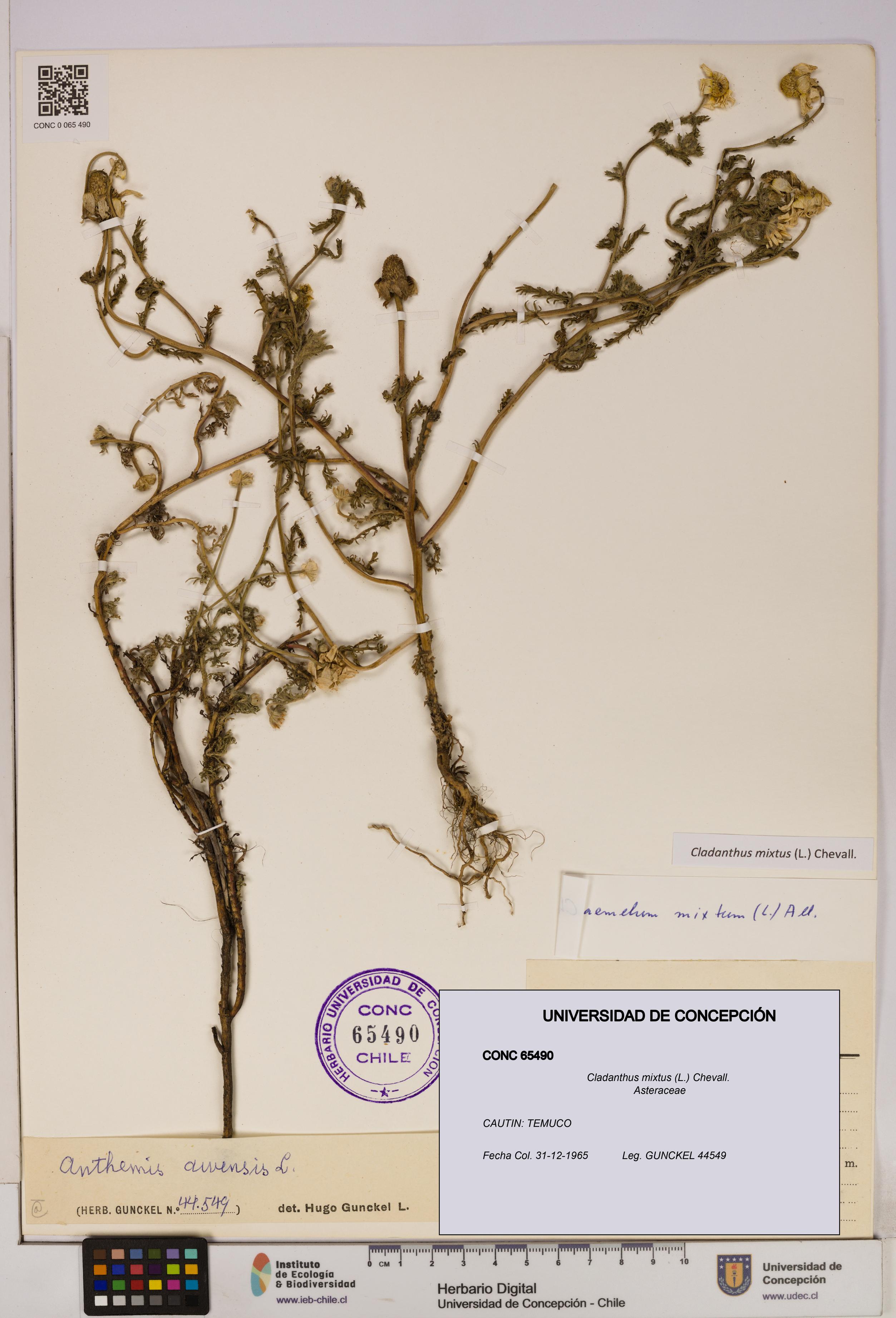Cladanthus mixtus [Espécimen: UDEC:CONC:0065490]