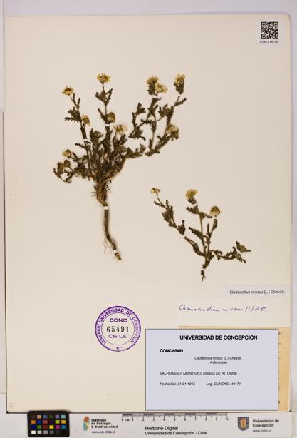 Cladanthus mixtus [Espécimen: UDEC:CONC:0065491]