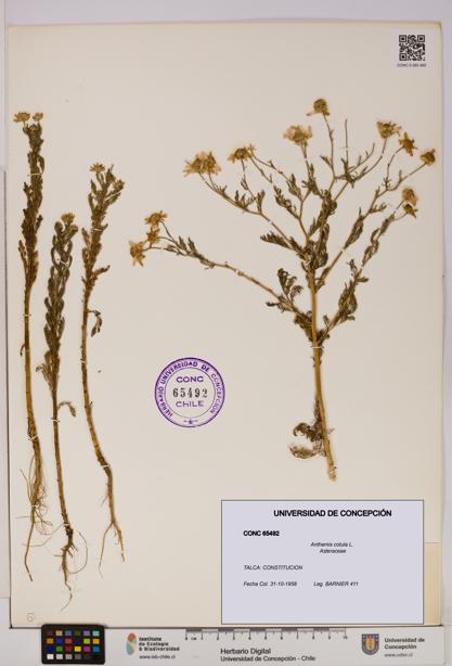 Anthemis cotula [Espécimen: UDEC:CONC:0065492]